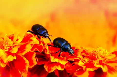 Bedbugs & Beetles, or Skeeters?...